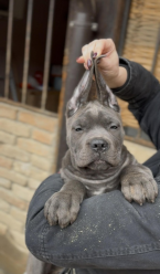 Pinče, bradáče, molosoidy a švajčiarske salašnícke psy, CANE CORSO