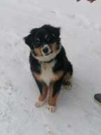 , Australsky ovčiak