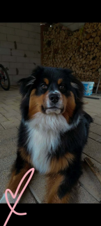 Ovčiaky a pastierske psy, AUSTRÁLSKY OVČIAK