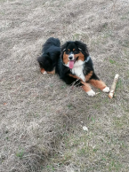 Ovčiaky a pastierske psy, AUSTRÁLSKY OVČIAK