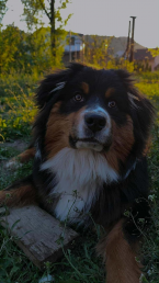 Ovčiaky a pastierske psy, AUSTRÁLSKY OVČIAK