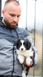 Ovčiaky a pastierske psy, BORDER KÓLIA