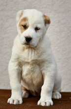 Pinče, bradáče, molosoidy a švajčiarske salašnícke psy, STREDOÁZIJSKÝ OVČIAK