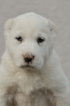 Pinče, bradáče, molosoidy a švajčiarske salašnícke psy, STREDOÁZIJSKÝ OVČIAK