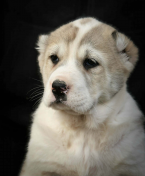 Pinče, bradáče, molosoidy a švajčiarske salašnícke psy, STREDOÁZIJSKÝ OVČIAK