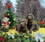 Retrívre, sliediče a vodné psy, LABRADORSKÝ RETRÍVER