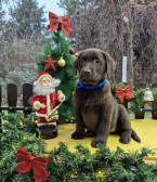 Retrívre, sliediče a vodné psy, LABRADORSKÝ RETRÍVER