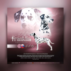 Duriče, farbiare a príbuzné plemená, DALMATÍNSKY PES