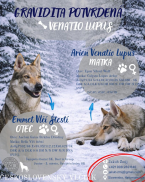 Ovčiaky a pastierske psy, ČESKOSLOVENSKÝ VLČIAK