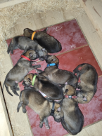 Ovčiaky a pastierske psy, ČESKOSLOVENSKÝ VLČIAK