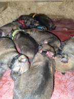 Ovčiaky a pastierske psy, ČESKOSLOVENSKÝ VLČIAK