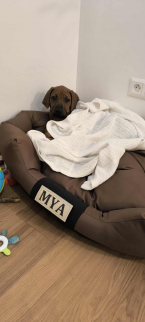 Duriče, farbiare a príbuzné plemená, RODÉZSKY RIDGEBACK