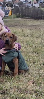Duriče, farbiare a príbuzné plemená, RODÉZSKY RIDGEBACK