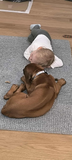 Duriče, farbiare a príbuzné plemená, RODÉZSKY RIDGEBACK