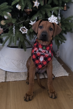 , Šteniatko Rhodesian Ridgeback 