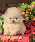 Špice a primitívne typy, NEMECKÝ ŠPIC MALÝ