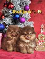 , Pomeranian Boo šteniatka