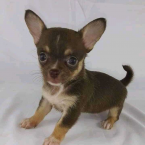 Spoločenské a sprievodné psy, ČIVAVA