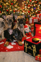 Spoločenské a sprievodné psy, FRANCÚZSKY BULDOČEK