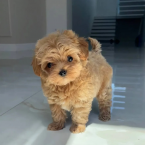 , Mini šteniatka pudlíka a psíka