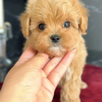 Spoločenské a sprievodné psy, PUDEL TOY