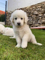 Ovčiaky a pastierske psy, SLOVENSKÝ ČUVAČ