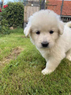 Ovčiaky a pastierske psy, SLOVENSKÝ ČUVAČ