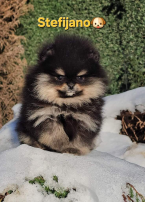 Špice a primitívne typy, NEMECKÝ ŠPIC MALÝ