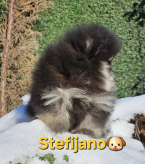 Špice a primitívne typy, NEMECKÝ ŠPIC MALÝ