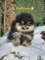 Špice a primitívne typy, NEMECKÝ ŠPIC MALÝ