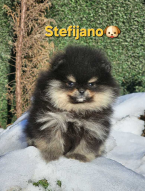 , Pomeranian BOO – vzhľad medvedíka, Pomeranian špic
