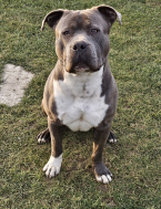 Teriéry, AMERICKÝ STAFORDŠÍRSKY TERIÉR