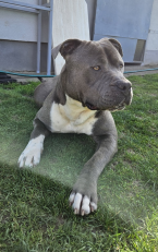 , Americký stafordšírsky teriér na krytie