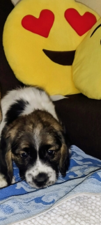 Duriče, farbiare a príbuzné plemená, BÍGL