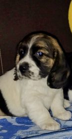 Duriče, farbiare a príbuzné plemená, BÍGL