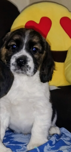 Duriče, farbiare a príbuzné plemená, BÍGL