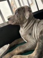 Neuznané plemená a krížence, LOUISIANSKÝ LEOPARDÍ PES