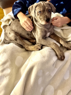 Neuznané plemená a krížence, LOUISIANSKÝ LEOPARDÍ PES