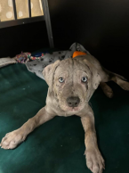 Neuznané plemená a krížence, LOUISIANSKÝ LEOPARDÍ PES