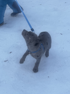 Neuznané plemená a krížence, LOUISIANSKÝ LEOPARDÍ PES