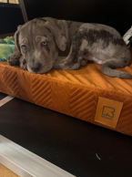 Neuznané plemená a krížence, LOUISIANSKÝ LEOPARDÍ PES