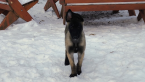 , Belgický ovčiak - Malinois