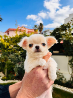 Spoločenské a sprievodné psy, ČIVAVA