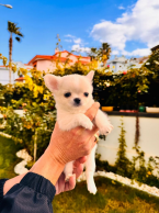 , Roztomilé a vycvičené šteniatka čivavy