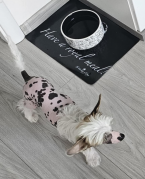 Spoločenské a sprievodné psy, ČÍNSKY CHOCHOLATÝ PES