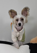 Spoločenské a sprievodné psy, ČÍNSKY CHOCHOLATÝ PES