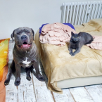 Teriéry, AMERICKÝ STAFORDŠÍRSKY TERIÉR