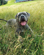 , Hľadám domov pre American bully xl ma veľmi dobrú povahu,aj s mackou je kamarát,nevie brechat,má 7 rokov je to PP pes...psíka nedam hocikomu...je to bytový pes...musí byť vo vnútri...