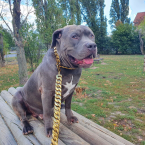 Teriéry, AMERICKÝ STAFORDŠÍRSKY TERIÉR