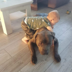 Teriéry, AMERICKÝ STAFORDŠÍRSKY TERIÉR